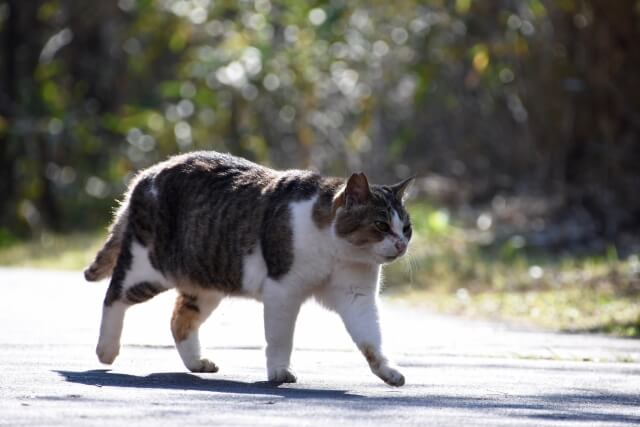 太りすぎは危険 猫のダイエット方法 With 熱帯魚 猫