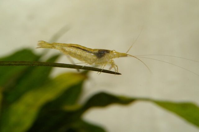 shrimp-865631_640